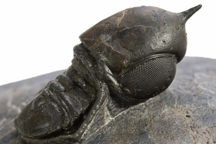 Pelagic Trilobite (Cyclopyge) Fossil - Huge Eyes #316657